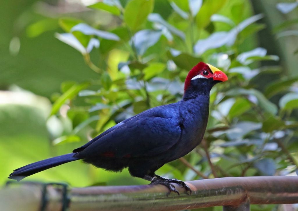 11 Days Albertine Rift Endemic Birds